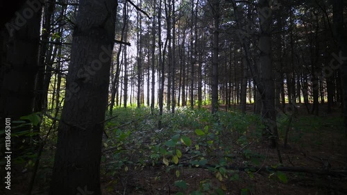 Forest stroll in a canadian summer sunset.
