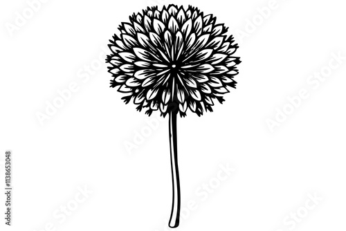 Elegant Line Silhouette Drawing of Allium Flowers Minimalist Botanical Art