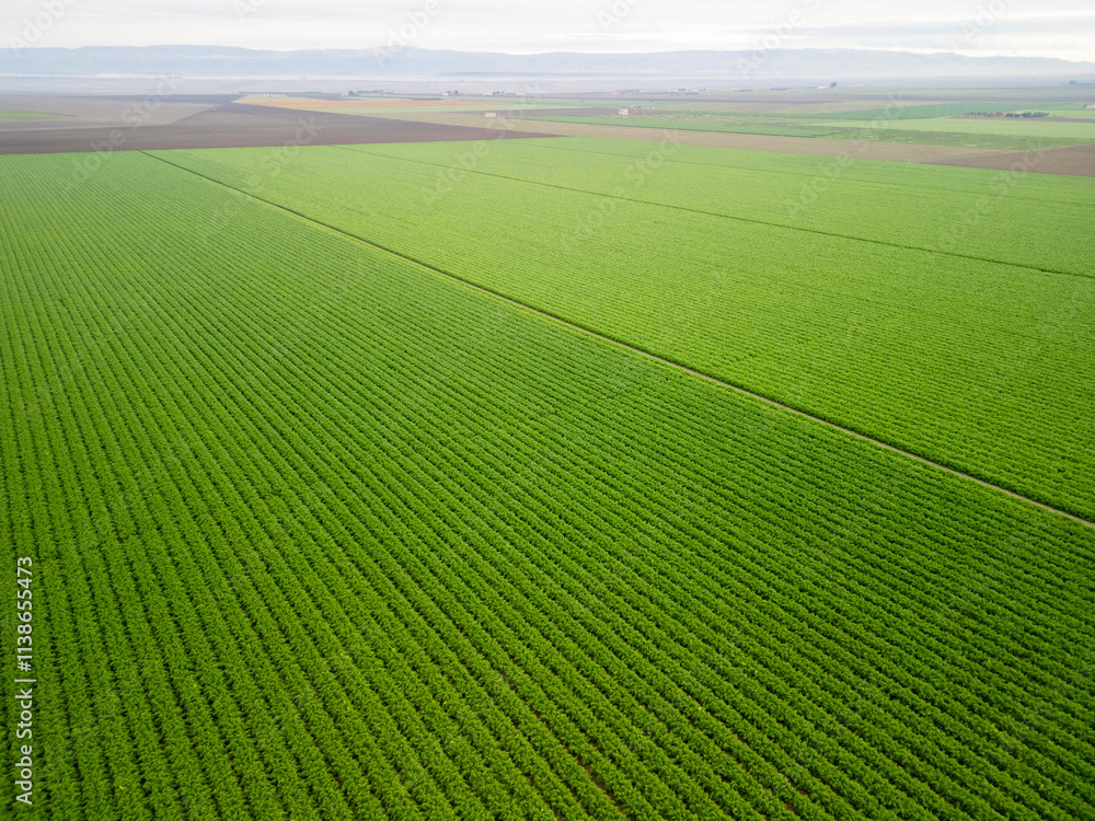 Obraz premium Puglia, Hectares of Fennel Fields Seen from Above Natural Geometries and Green Harmony