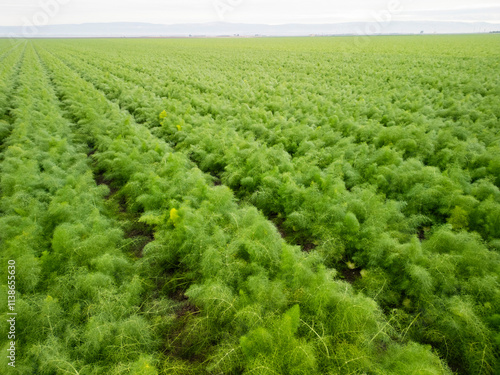 Puglia, Hectares of Fennel Fields Seen from Above Natural Geometries and Green Harmony