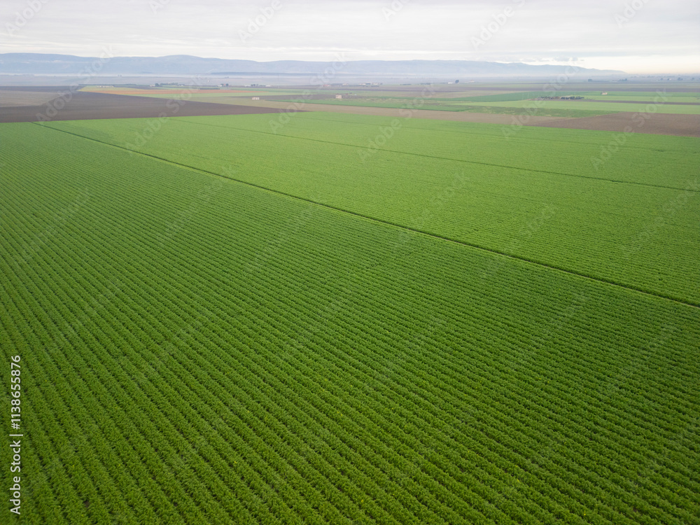 Fototapeta premium Puglia, Hectares of Fennel Fields Seen from Above Natural Geometries and Green Harmony