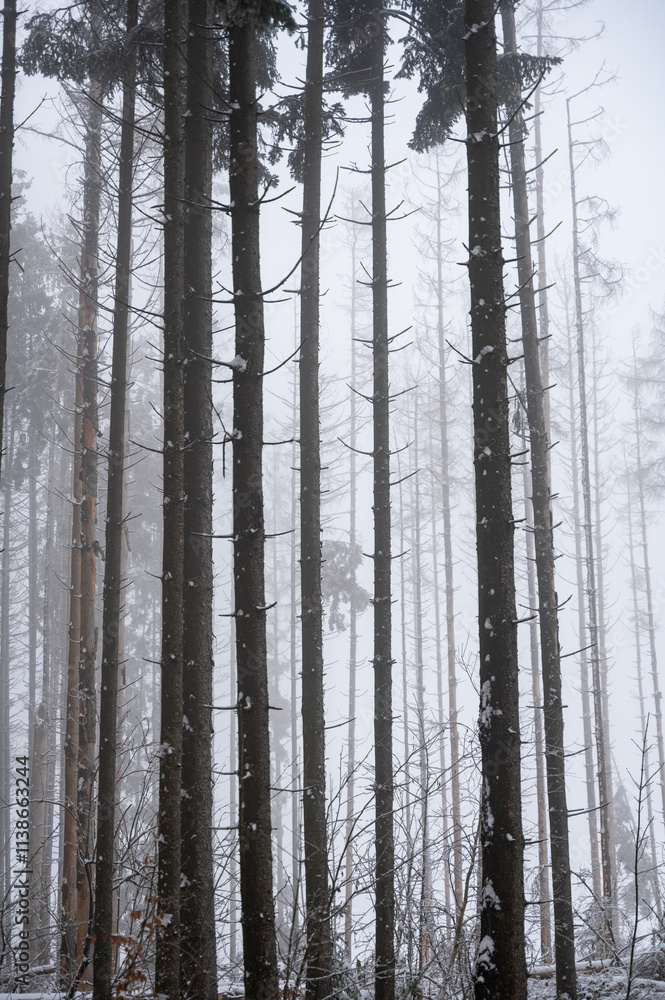 Fototapeta premium Trees in winter with snow and fog