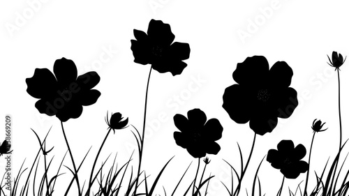Field of chocolate cosmos flowers in bloom, Plant Digital Art