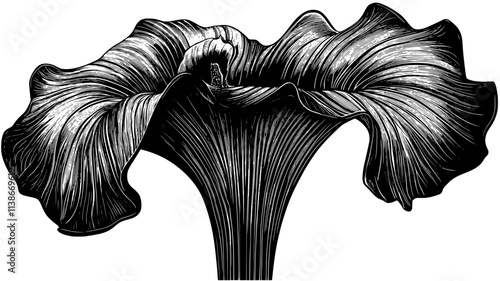 Fully opened corpse flower with ribbed spathe, Plant Digital Art