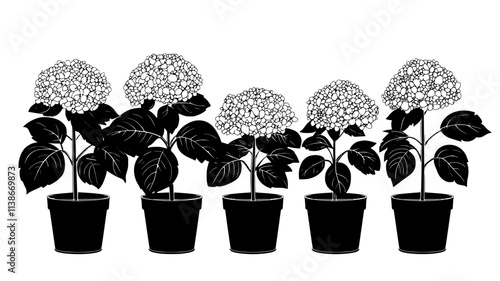A group of potted panicle hydrangeas placed in an organized patio display, Plant Digital Art