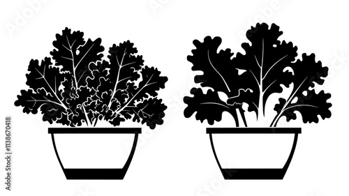 Kale plants with curly leaves in a container garden, Plant Digital Art