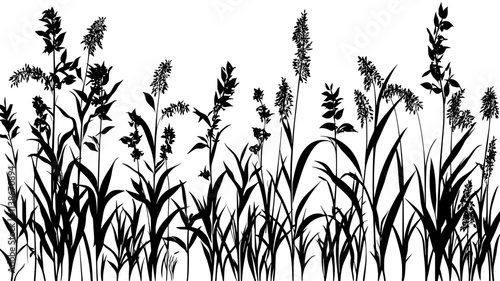 Tall Miscanthus grass growing for biomass energy production, Plant Digital Art