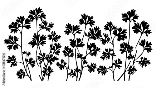 Parsley plant with curly or flat leaves growing in neat rows in a garden bed, Plant Digital Art