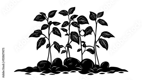 Potato plants with exposed tubers during harvest, Plant Digital Art