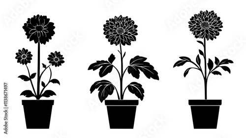 Potted chrysanthemum plant with flowers at various stages, Plant Digital Art
