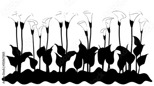A row of planted Calla lilies growing in a controlled flower bed, Plant Digital Art