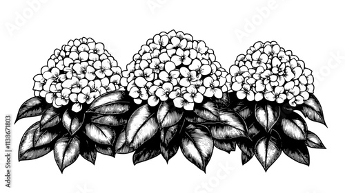 A row of panicle hydrangeas growing in a shaded outdoor flowerbed, Plant Digital Art