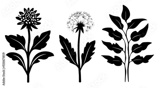 Russian dandelion plants with milky sap in leaves, Plant Digital Art