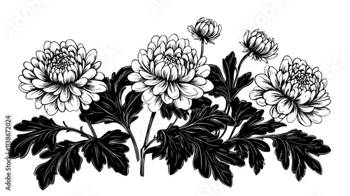Several anemone chrysanthemums blooming in a well-maintained garden bed, Plant Digital Art