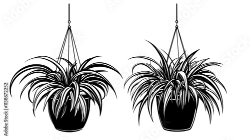 Spider plant with plantlets hanging from the mother plant, Plant Digital Art
