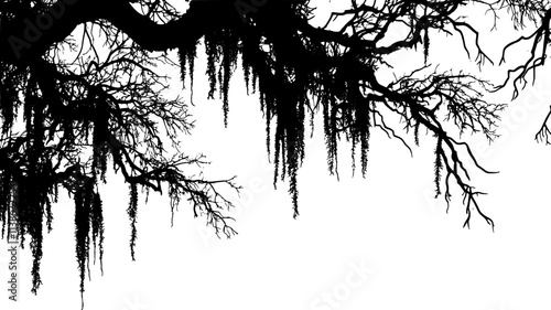 Spanish moss draping from tree branches in a swamp, Plant Digital Art