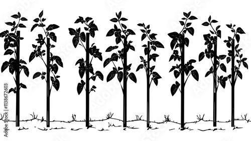 Tomato vines supported by stakes in a field, Plant Digital Art