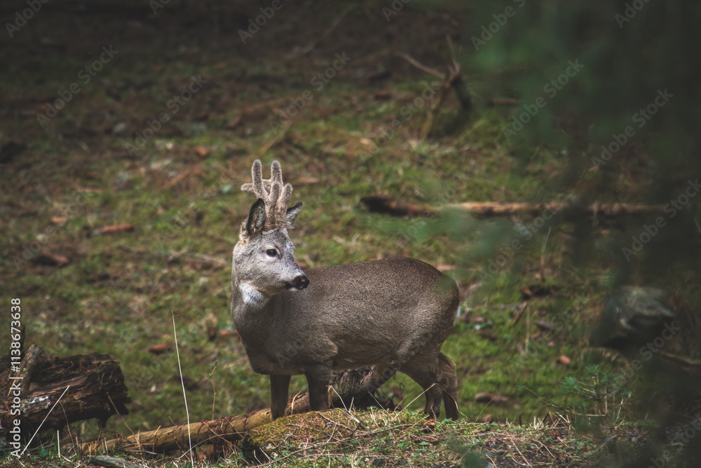 a adult roebuck with velvet horns at a spring day in the forest on the mountains a adult roebuck with velvet horns at a spring day in the forest on the mountains