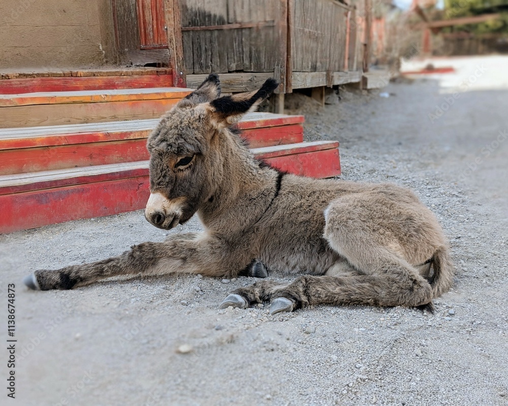Naklejka premium New Baby Donkey Resting on a Dusty Road in Oatman, Arizona