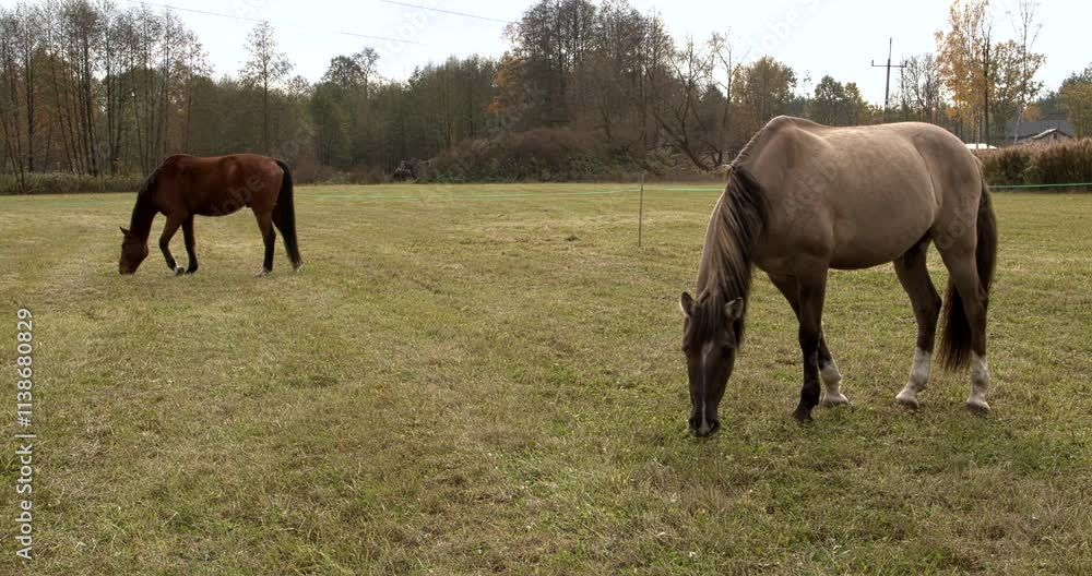 Two horses, a Lusitano in the front and a Wielkopolski horse in the rear, are eating grass in the pasture. Two horses, a Lusitano in the front and a Wielkopolski horse in the rear, are eating grass in the pasture.