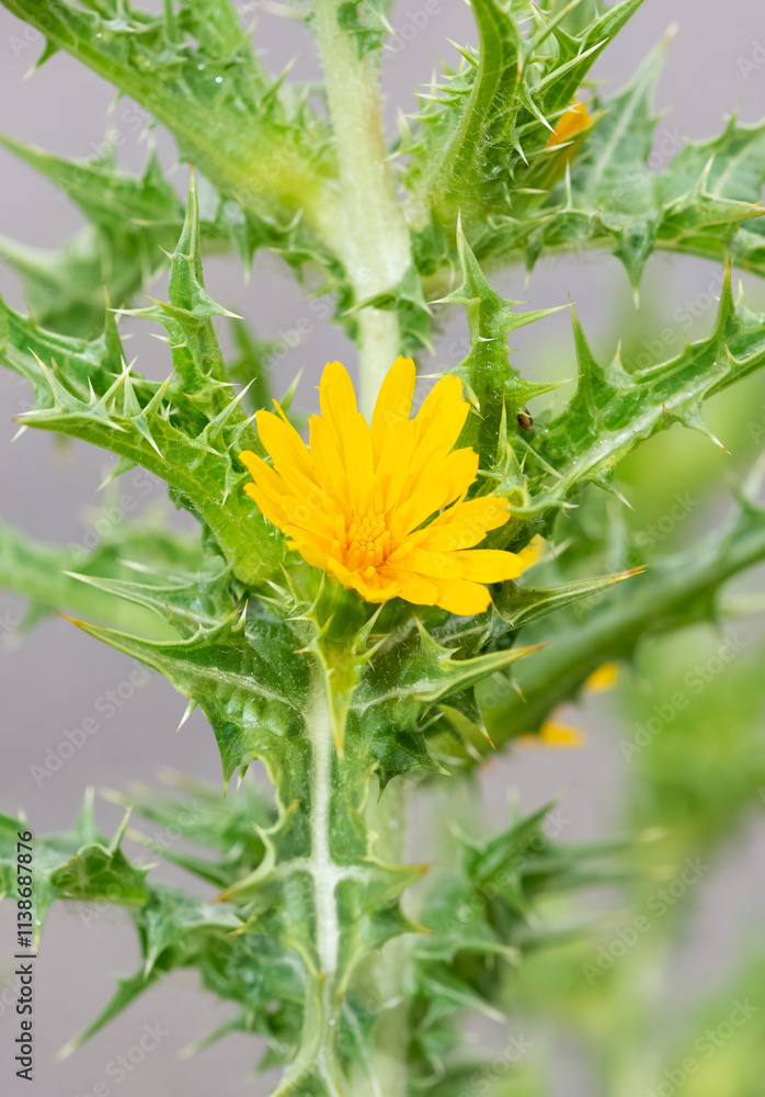 Fototapeta premium photos of wild plants, yellow flowering thorns.