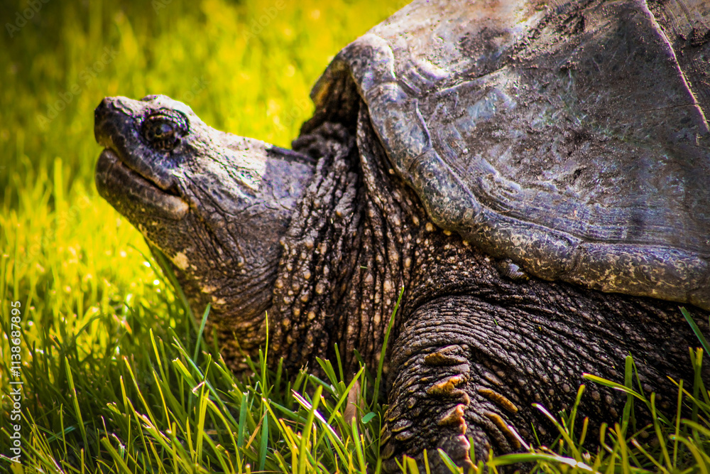macro close-up of large snapping turtle with texture detail nature photography grass background