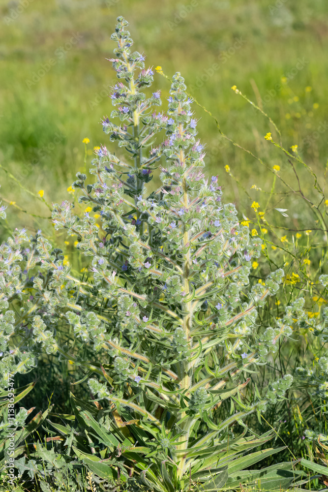 Obraz premium photos of wild plants and flowers. Images of thorny flowers.