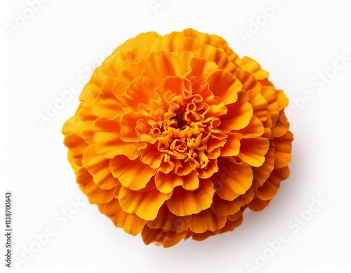 beautiful yellow orange marigold flower tagetes erecta mexican marigold aztec marigold african marigold isolated on white background top view copy space photo