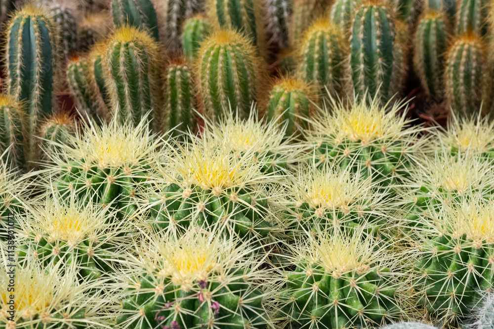 prickly ornamental plants and a variety of cactus photos prickly ornamental plants and a variety of cactus photos