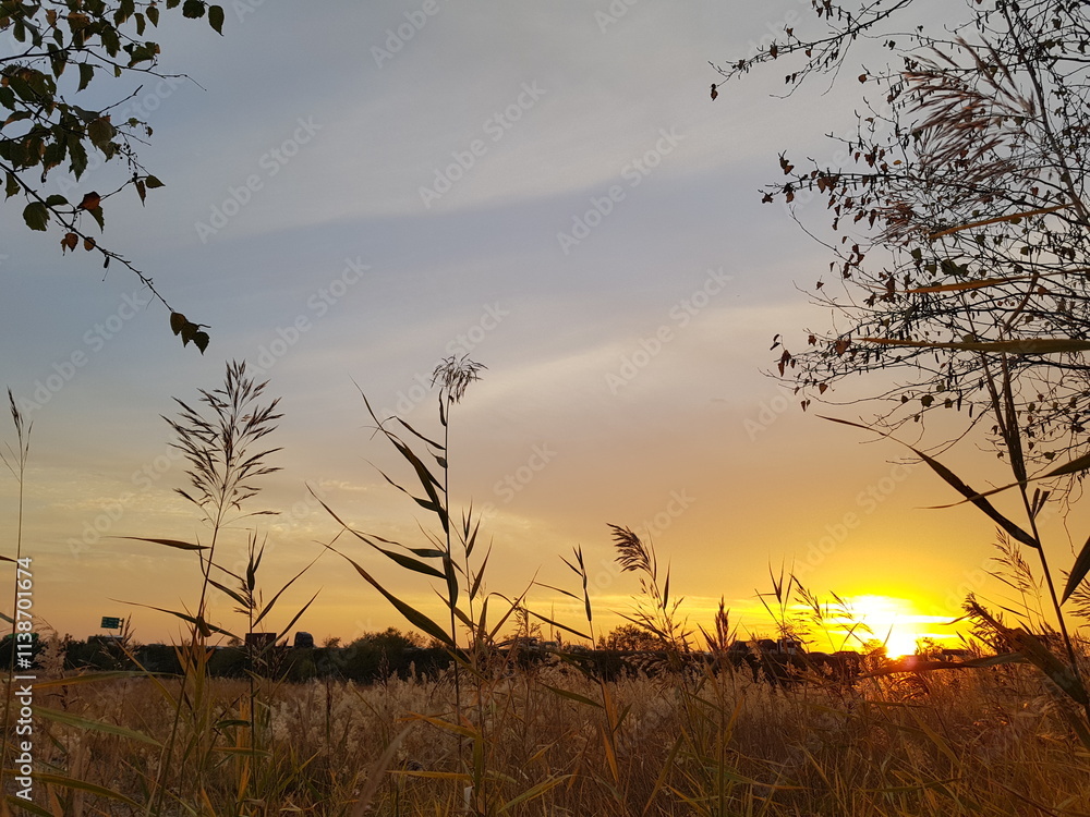 Naklejka premium 노을갈대