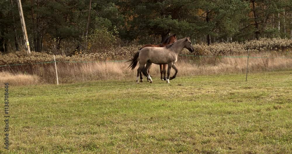 Two horses, bay and grullo running in the pasture. Two horses, bay and grullo running in the pasture.