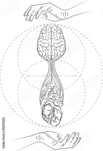 Brain and heart connected by nervous system protected by two hands, representing harmony between mind and body. Illustration vector
