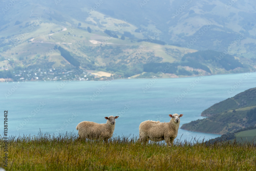 Obraz premium sheep on the mountain