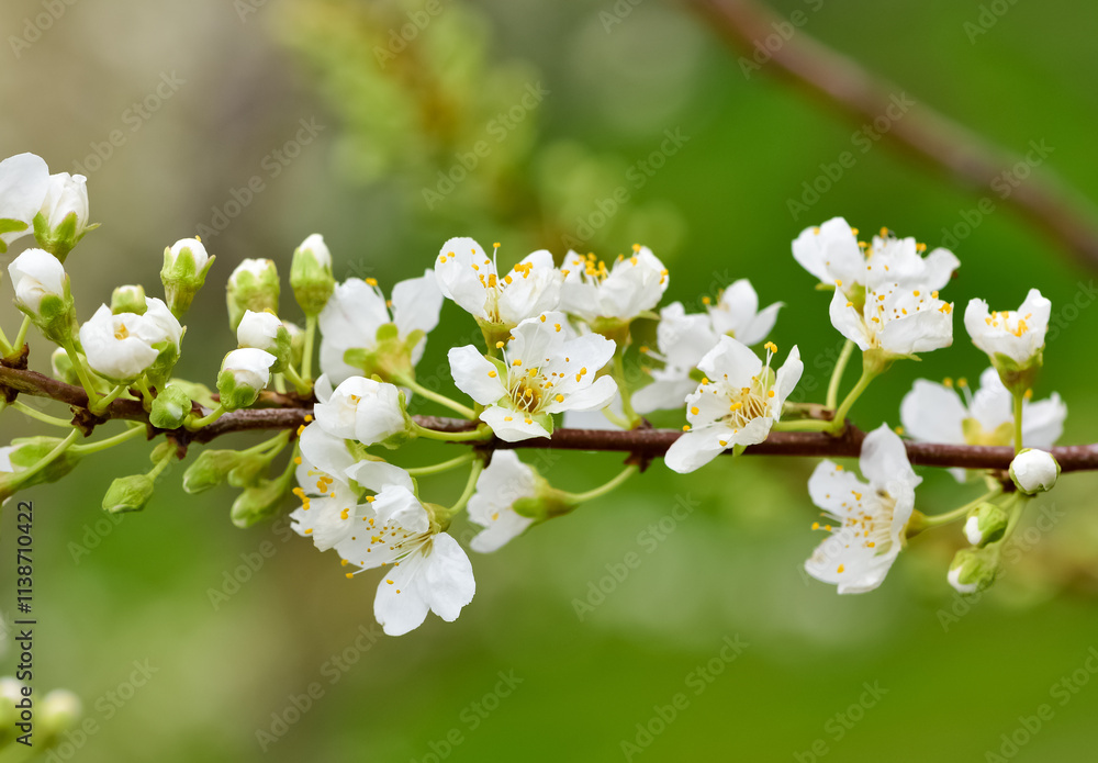 Fototapeta premium photos of flowering plum tree and plum flowers