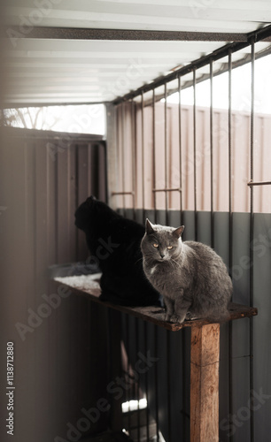 Two cats sitting on a wooden platform in an outdoor enclosure. A gray cat  sits in the foreground, while a black cat rests in the background. The soft natural lighting and muted colors create a calm a