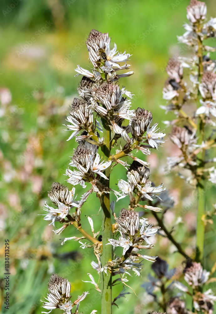 medicinal plants that grow spontaneously in nature medicinal plants that grow spontaneously in nature