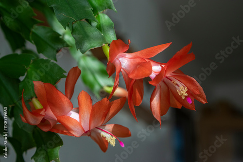 Schlumbergera truncata Thanksgiving Christmas cactus in bloom orange red flowering houseplant in detail photo