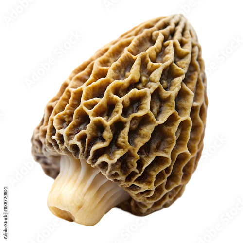 raw organic morel mushroom on transparent background