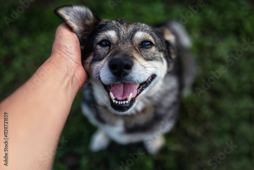 man's hand petting behind the ear of a cute friendly smiling dog on the grass...