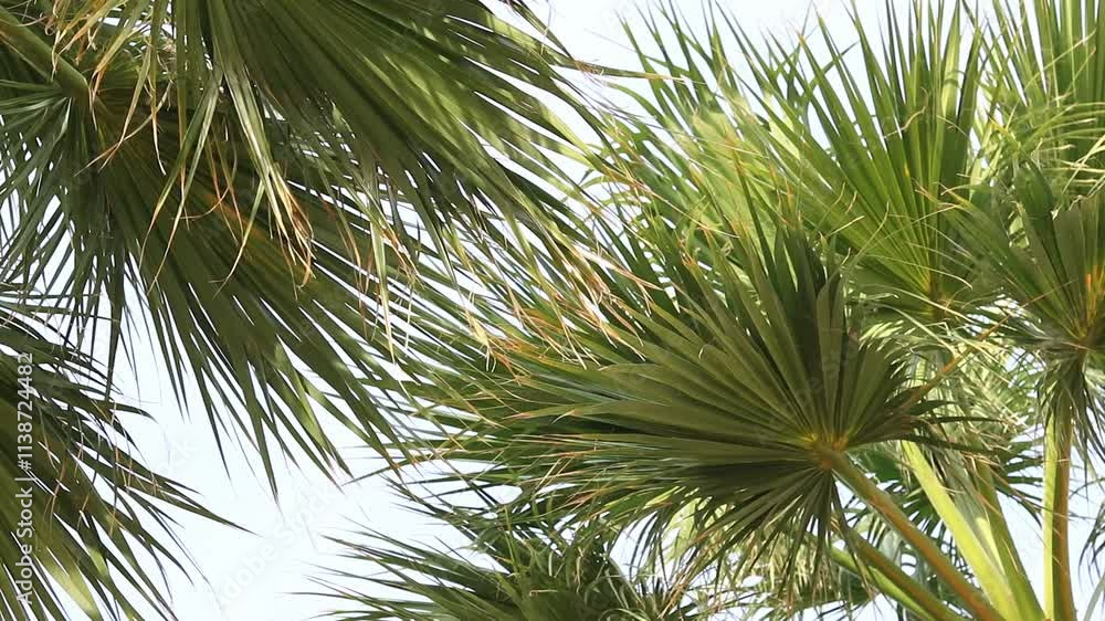 Bottom view of palm tree against beautiful blue sky. Green palm tree against blue sky. Nature background. Tropical trees. View of palm tree against sky. Spain, Salou. Vacation and resort concept Bottom view of palm tree against beautiful blue sky. Green palm tree against blue sky. Nature background. Tropical trees. View of palm tree against sky. Spain, Salou. Vacation and resort concept