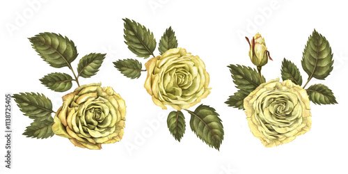 Set of yellow rose flower with green leaves, isolated on a white background. Watercolor botanical illustration template for wedding, birthday, mother's day, postcard, poster, sticker, scrapbook