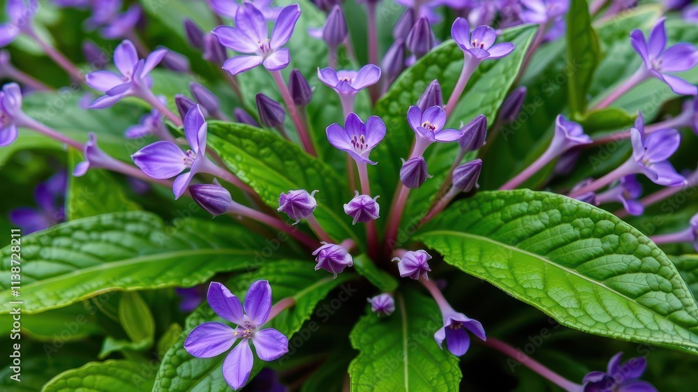 Close up of vibrant purple flower petals and delicate green leaves, petals, vibrant Close up of vibrant purple flower petals and delicate green leaves, petals, vibrant