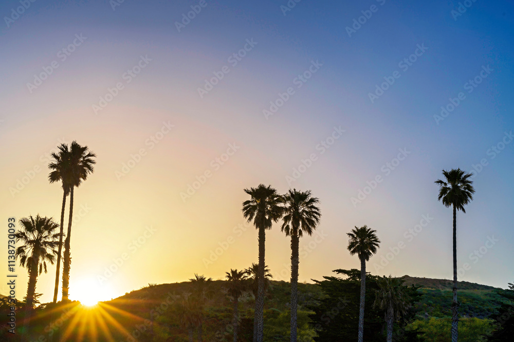 Obraz premium Palm trees silhouetted against the sky at sunset