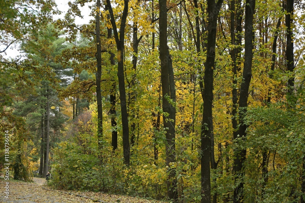 Beautiful trees and pathway in park. Picturesque autumn landscape Beautiful trees and pathway in park. Picturesque autumn landscape