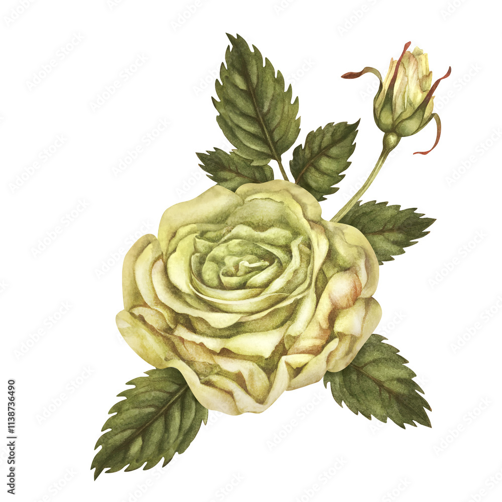 Obraz premium Beautiful yellow rose, bud, green leaves, flower stems isolated on white background. Watercolor illustration template for wedding, birthday, mother's day, gift, wallpaper, stickers, scrapbooking