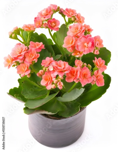 Wallpaper Mural Flaming katy plant with vibrant orange flowers blooming in a dark pot, isolated on white background Torontodigital.ca