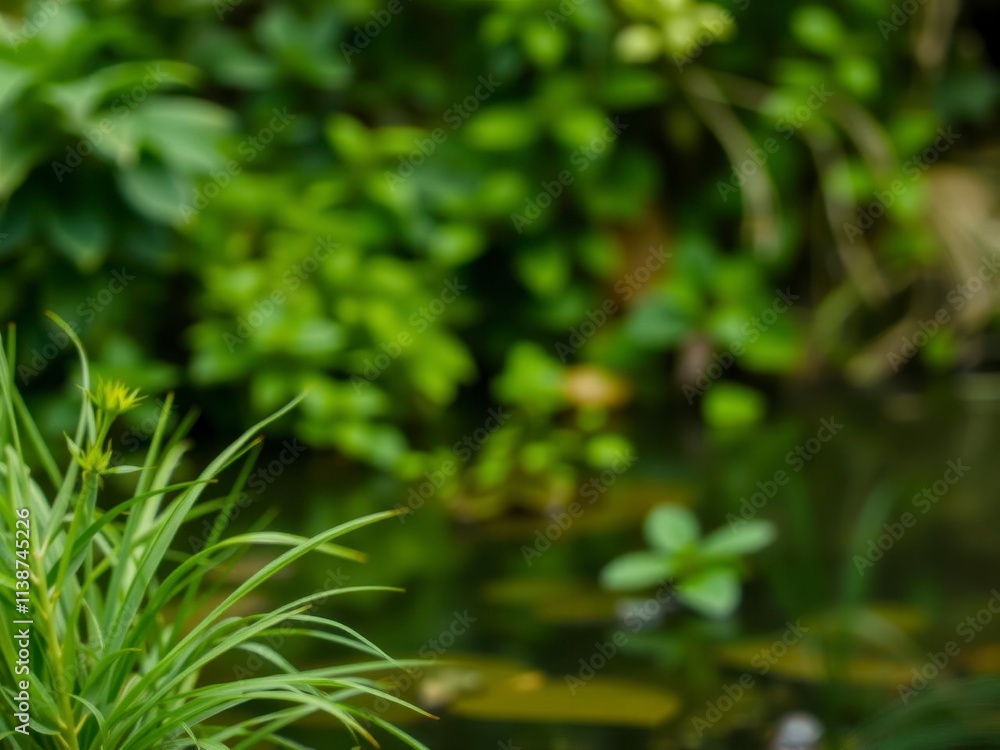 Blurred image of serene water and lush green plants in a natural background, environment, natural, green Blurred image of serene water and lush green plants in a natural background, environment, natural, green