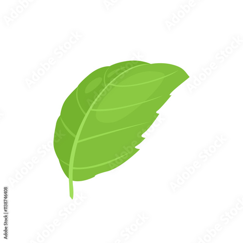 Green basil leaf isolated on white background. Vector cartoon flat illustration. Fragrant herb icon.
