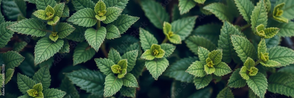 Lush green leaves with intricate veining and varying shades of green, outdoors, background Lush green leaves with intricate veining and varying shades of green, outdoors, background