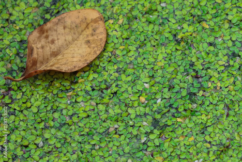 Leaf laying on duckweed in a swamp photo